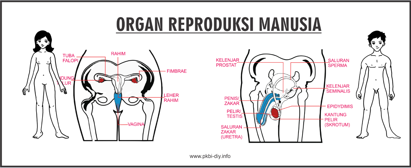Anatomi dan Fungsi Organ Reproduksi Manusia